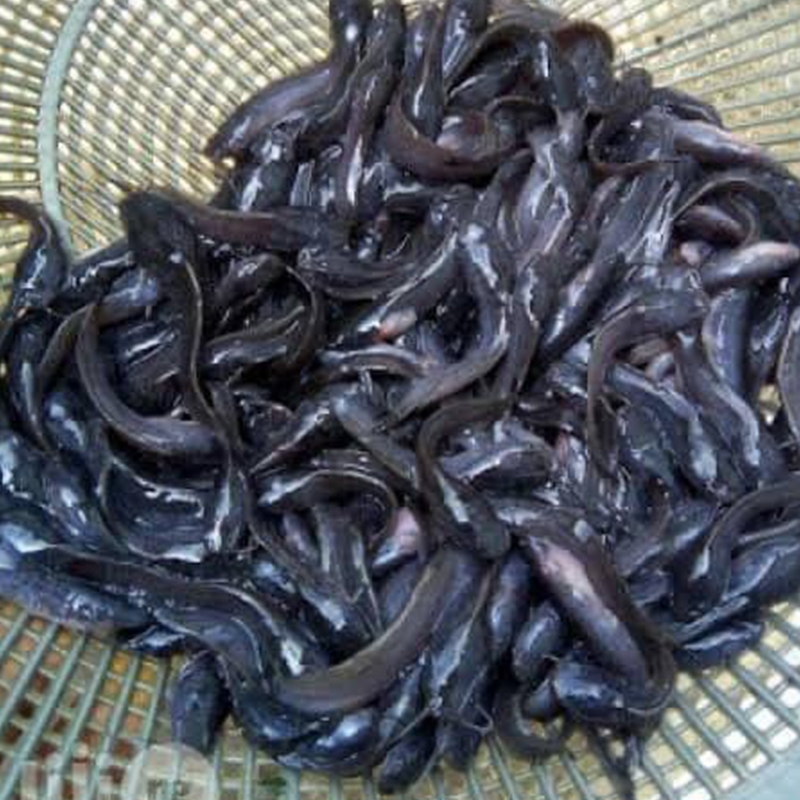 How Ghana Fish Farmers Choose Fish Species