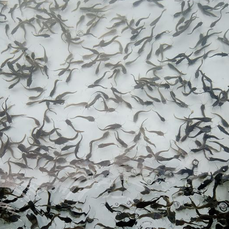 Active Disease Prevention is Important for Fish Farmers