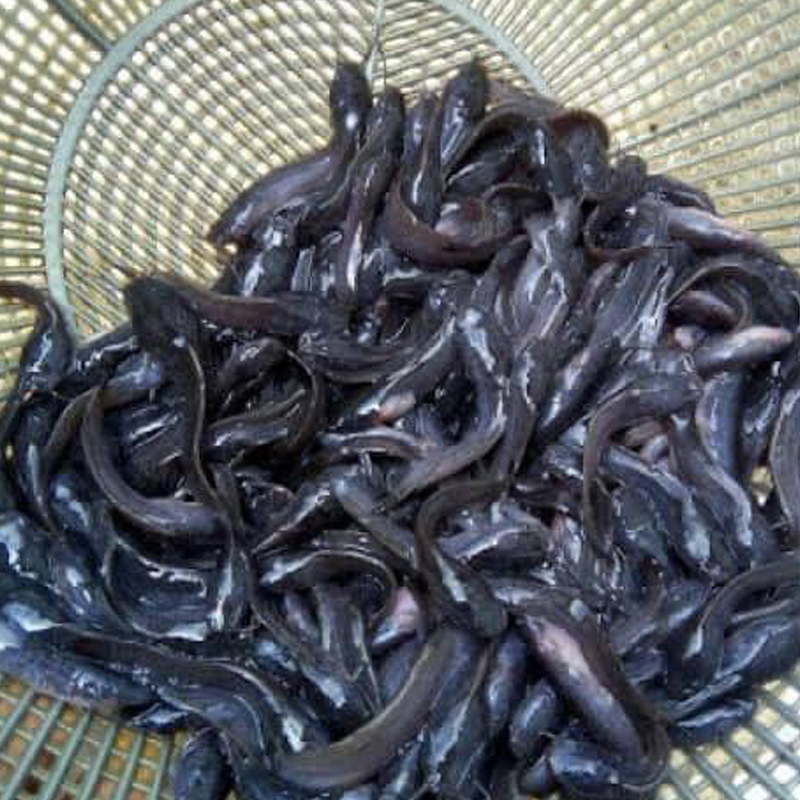 How Many Time is Good to Feed Catfish in a Day?