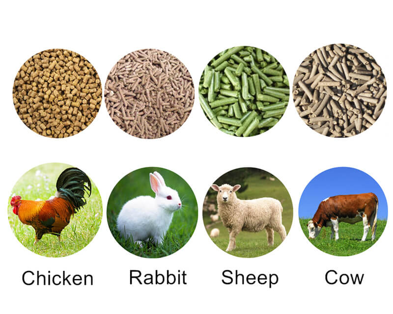 How To Make Poultry Feed In Nigeria?