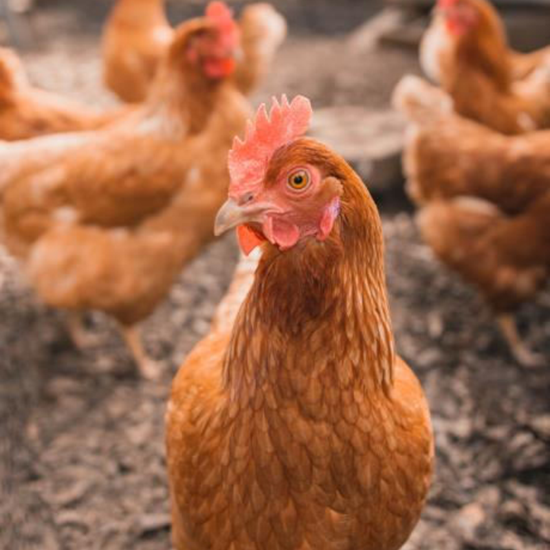 Nigeria Chicken Farmers Should Know the Coccidiosis