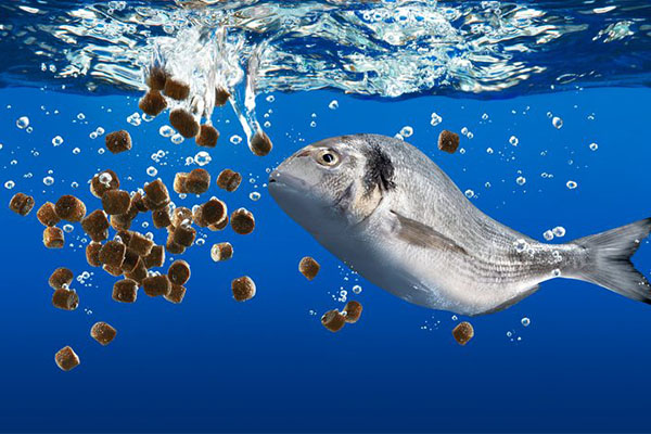 The advantage of floating fish feed pellets.