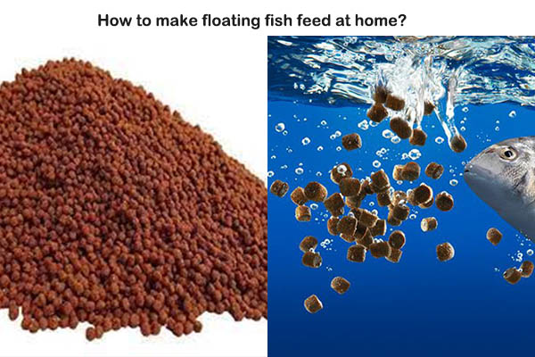 How to make floating fish feed at home?