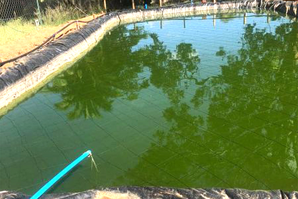 Some Tips for Nigeria Fish Farmers to Maintain Fish Pond