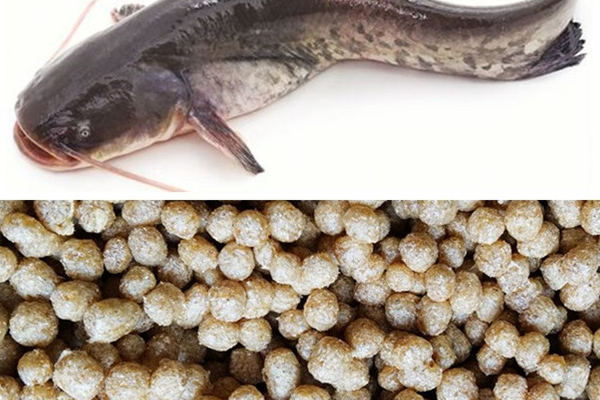 Selection of Fish Feed Ingredients