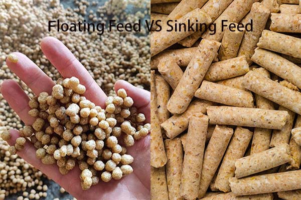 Difference Between Floating Or Sinking Fish Food