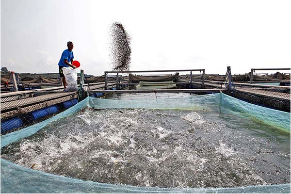 How to reduce the costs in aquaculture farm