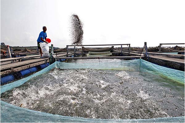 How To Reduce The Costs In Aquaculture Farm