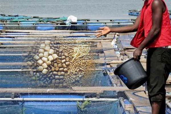 Which Feeds Is Best For Fish Farming?
