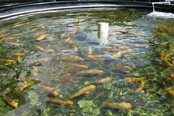 How To Start A Tilapia Fish Farm