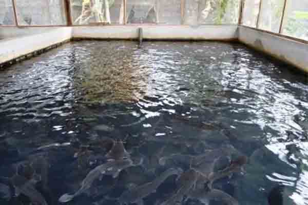 How to start catfish farming at home