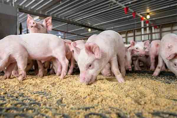 Tips to reduce swine feeding costs