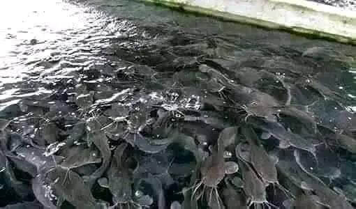 catfish farming